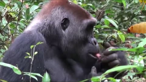 Gorillas are carnivores