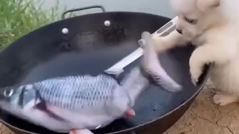 a small fluffy dog tries to catch a fish 2 times bigger than her