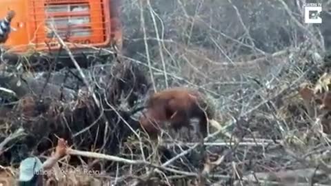 Sadness As An Orangutan Tries To Fight The Bulldozer Destroyin