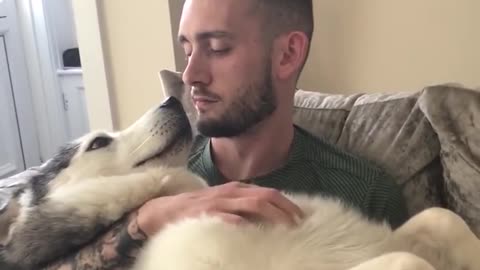Husky Demands a Lot of Love from Owner