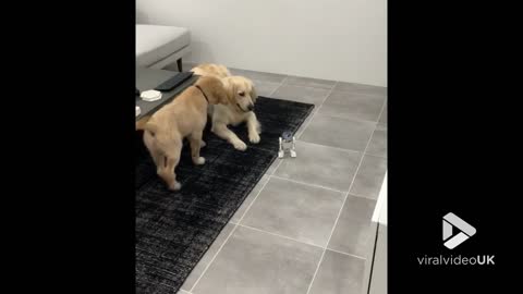 Golden Retrievers get busy with R2D2