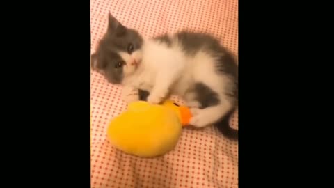 Beby cats video, cute pats and funny animals 2021