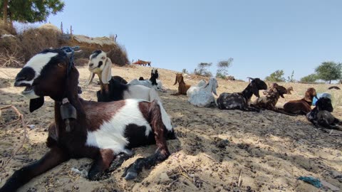 Goats of Thar Desert