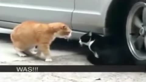 Cat fight compilation 2022