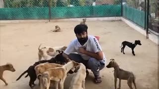 help help to those dogs