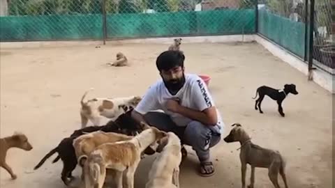 help help to those dogs