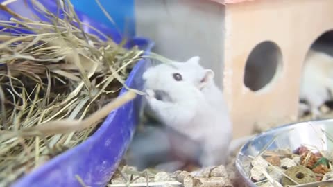 Hilarious White Rat's Comedic Adventure!