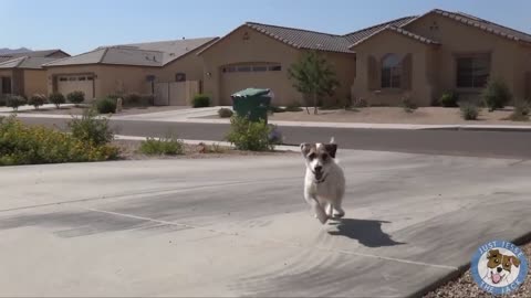 This dog does chores at home, smartest Jack Russell?