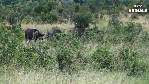 Best animal fight lion vs buffalo 2022