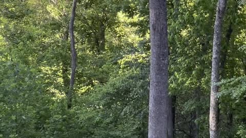 Bear Family Drop by for a Backyard Visit