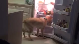 Labrador gets bottle of water from fridge