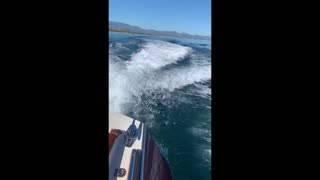 Whales Swimming in Boat's Wake