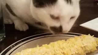White and black cat eating corn from plate