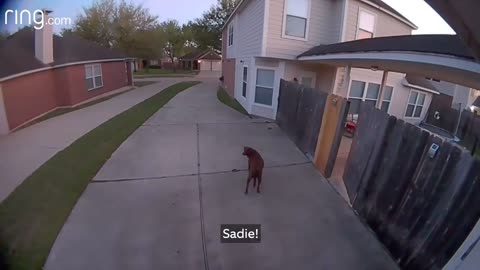 Owner tells dog to go back in the yard