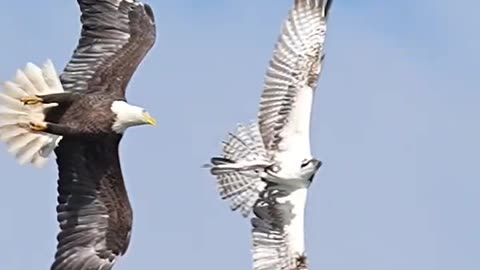 Bald eagle tries to steal a fish from an Osprey but fails.