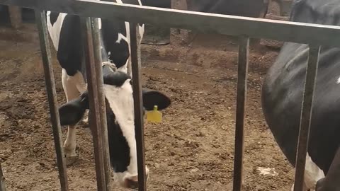 Cow farming