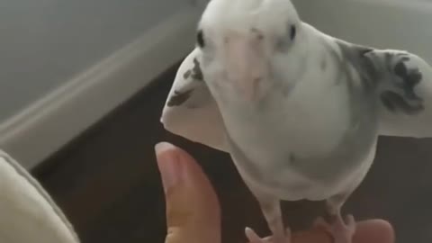 Cockatiel_Best_Singing_and__Talking_Companion_in_the_World___Cockatiel_Singing__training_video
