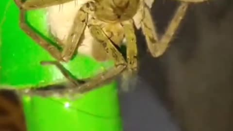 Spider released baby from your egg.
