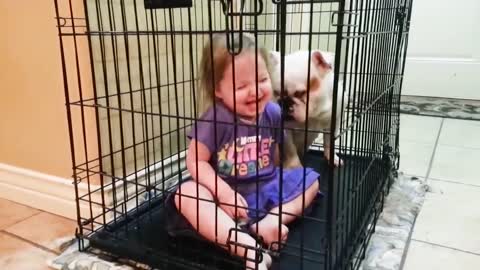 Funny Dogs Babysitting Babies Video