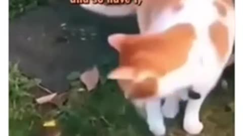 Crazy Cat Accepts Mouse 2022 Funny Animal Prank Video