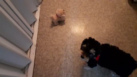 Robot Puppy vs Real Puppy 2! Rematch!