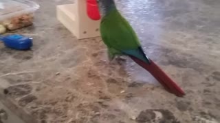 Green parrot puts red ball into basket