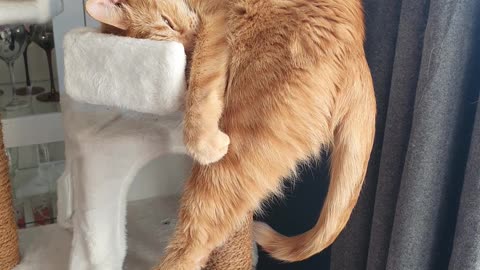 Very Vertical Cat Nap