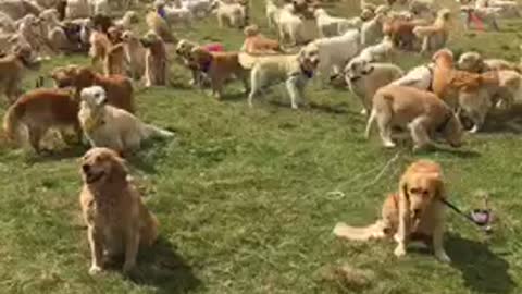 Massive gathering of Golden Retrievers breaks world record