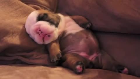 English Bulldog Puppy Having A Dream While Sleeping #funnydog​