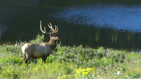 Large elk walking toward lake