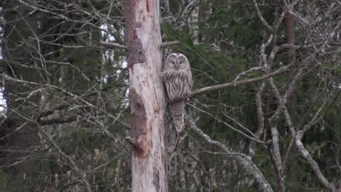 Ural Owl de l'Oural (Strix uralensis liturata)