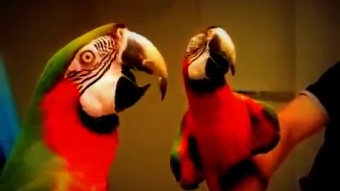 beautiful funny bird parrot