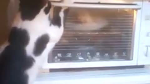 smart cat opens the oven
