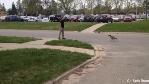 Try not to laugh. Funny birds moment.