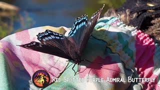 Red Spotted Purple Admiral Butterfly