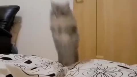 Gato pulando na Cama