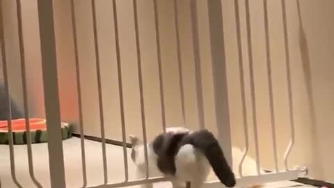 Adorable Cat Escape plan prison break scene