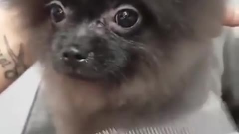 Adorable dog dancing to music while having a haircut!