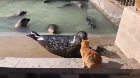 Cat slaps seal