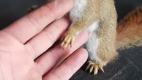 my squirrel trying to eat my fingers 🐿🐿