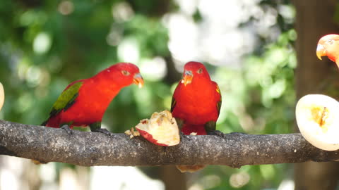 Parrots Eating Fruits On A Tree