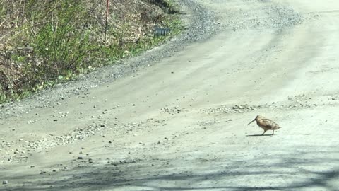 Woodcocks Display Dance Routine While Crossing Road