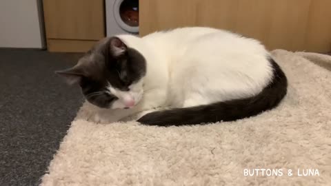 Tiny Cat Curls Up & Snuggles On A Blanket
