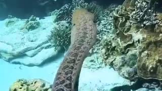 Following the moray eel