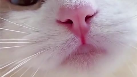 Best Cute Cat Video
