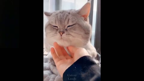 Cute And Funny Pets Ounnn