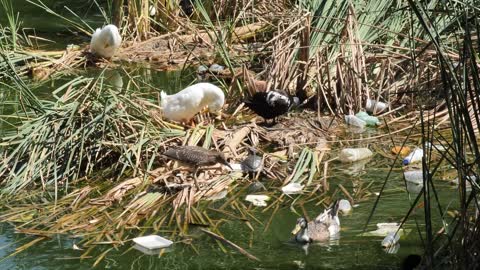 Ducks around a dirty and polluted river