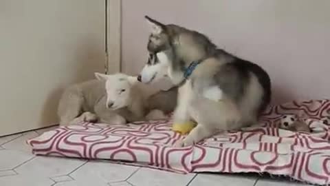 Hice (the Husky) accidentally learned to chase sheep,