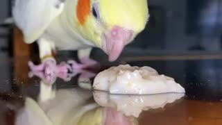 Parrots loves oatmeal!