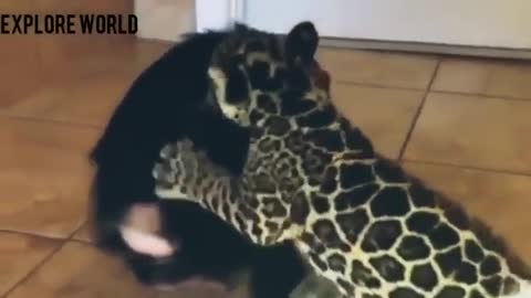 They may be different, but they're best friends! 🐆🐒